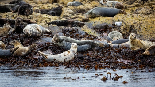 Grey seals on the Farne Islands in Northumberland